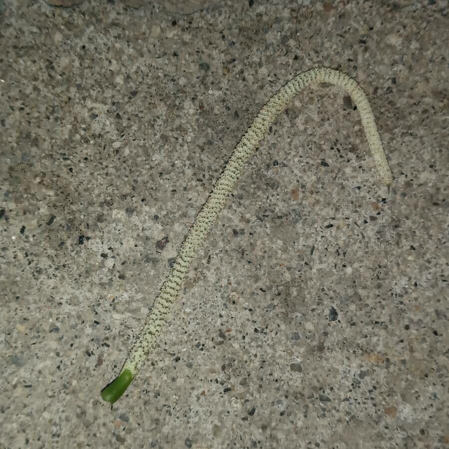 Pepe marginato 4