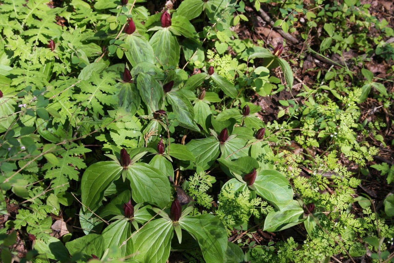 Trillium cuneatum 10