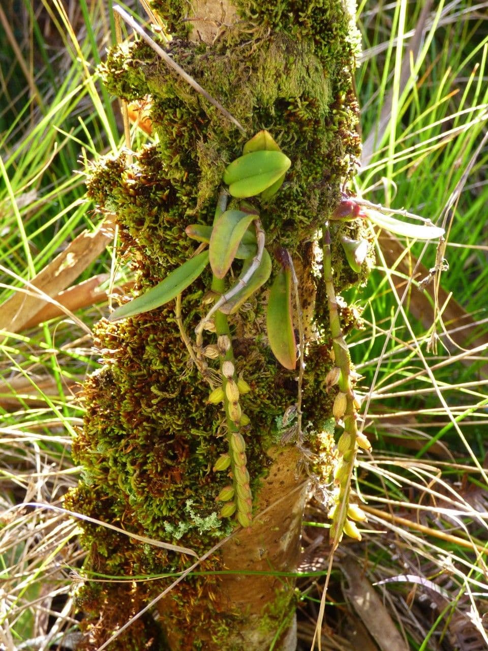 Bulbophyllum 11