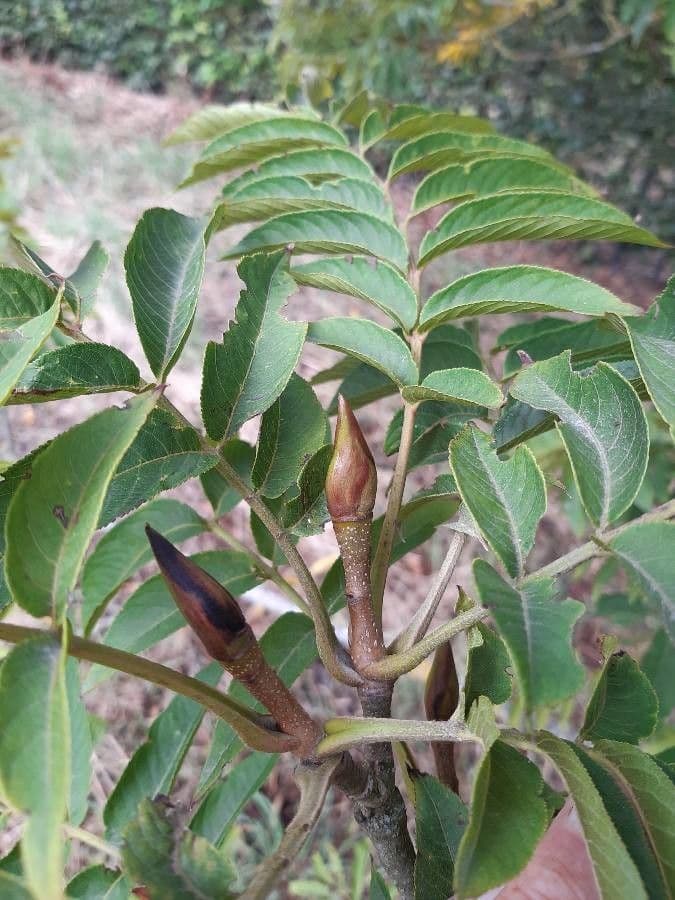 Pterocarya rhoifolia 27