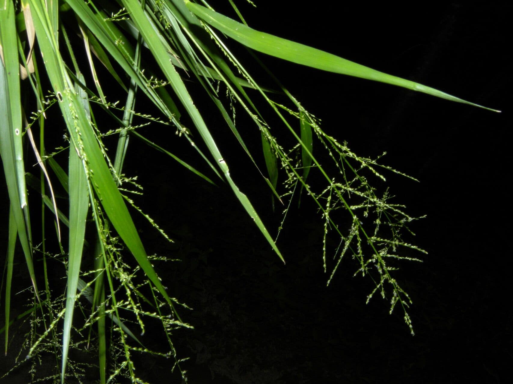 Panicum 3
