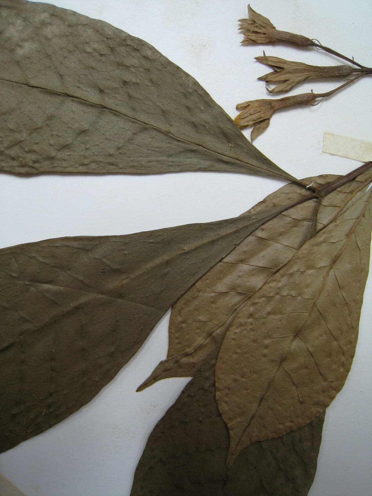Vitex 8
