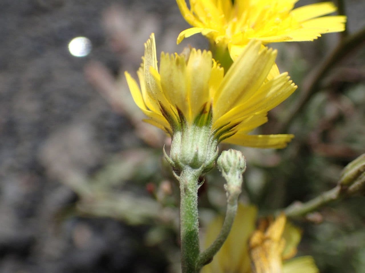 Tolpis laciniata 2