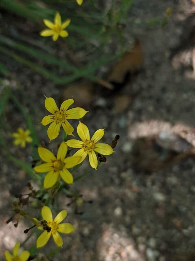 Sisyrinchium 3
