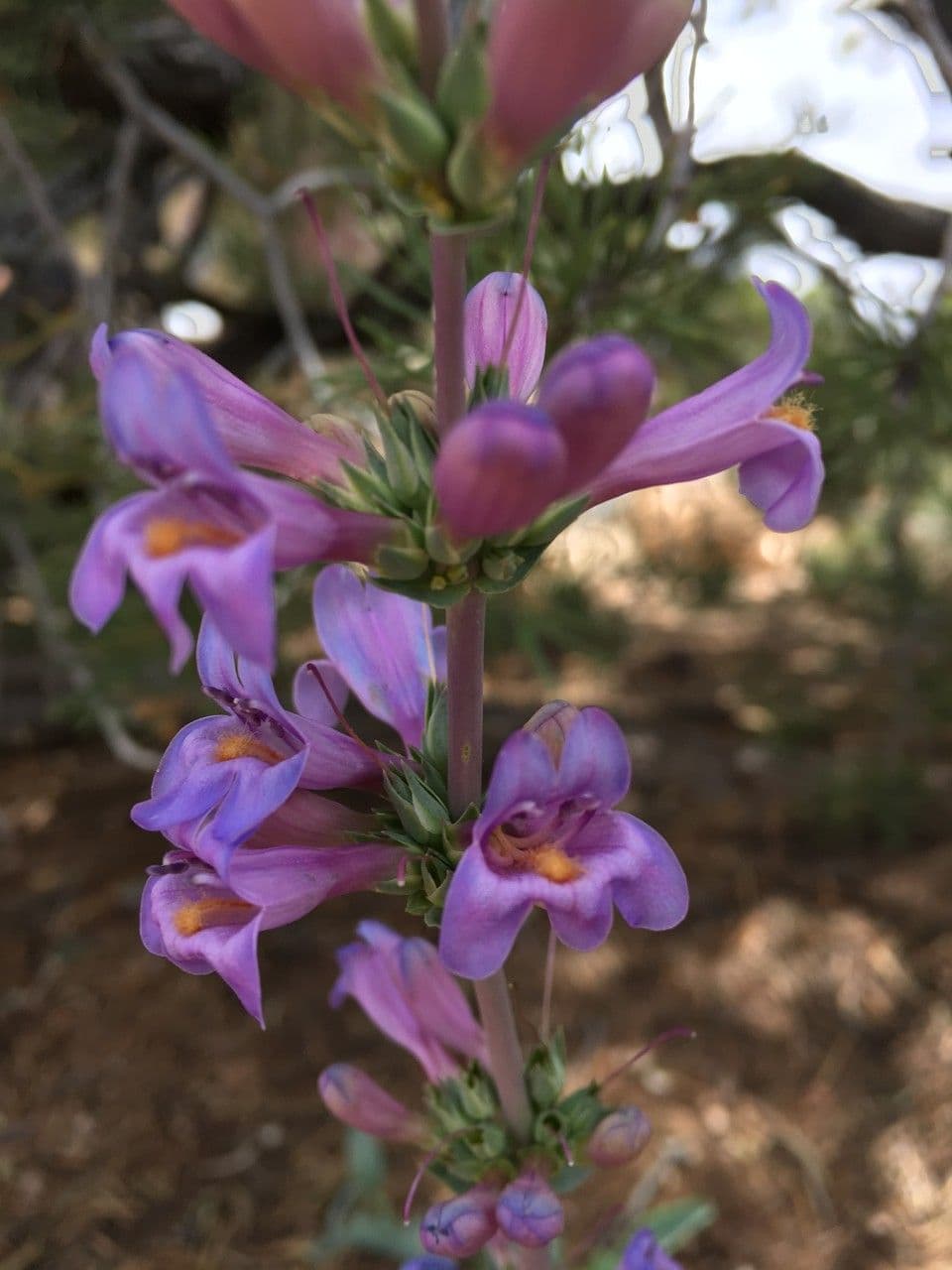 Penstemon secundiflorus 15