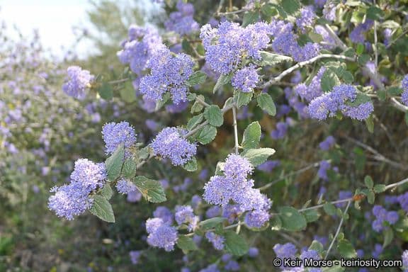 Behaarter Ceanothus 12
