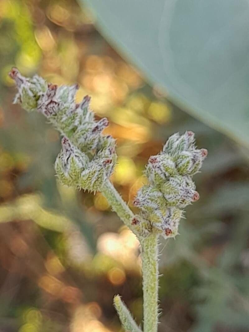 Sonnenwendchen 5