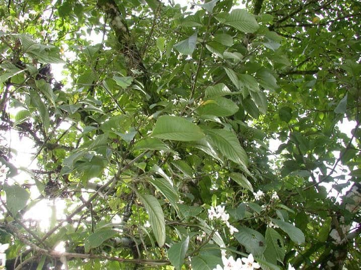 Bravaisia 18