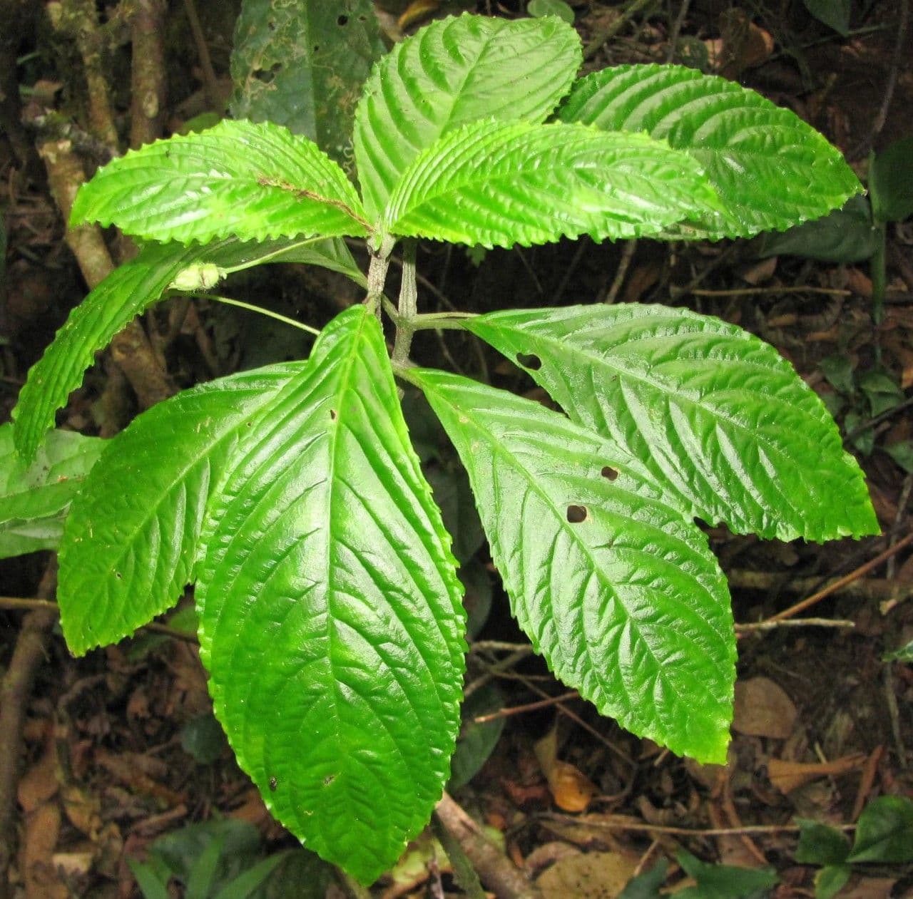 Gasteranthus 7