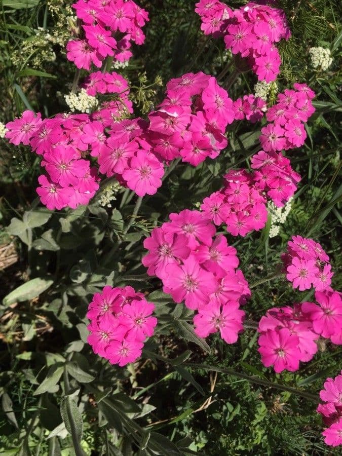 Silene 3