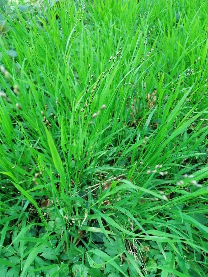Melica uniflora 19