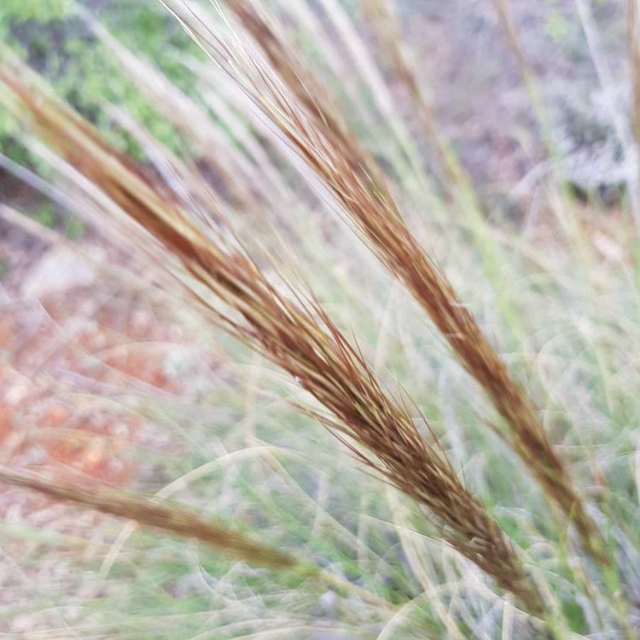 Esparto 3