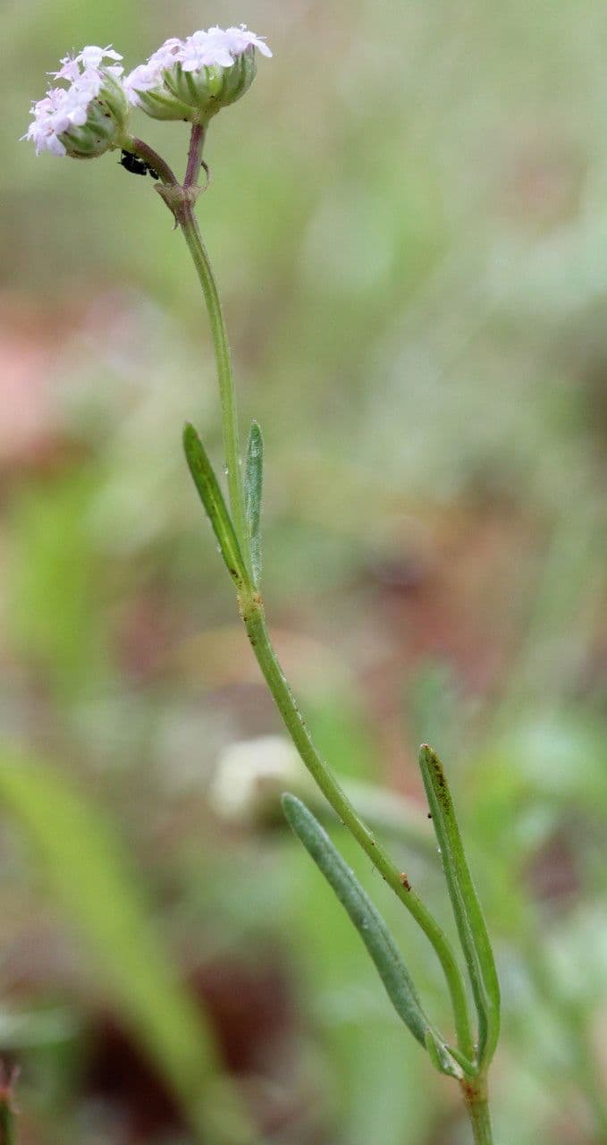 Valerianella coronata 26
