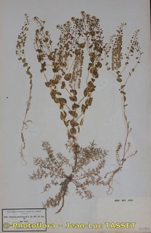Lepidium perfoliatum 23