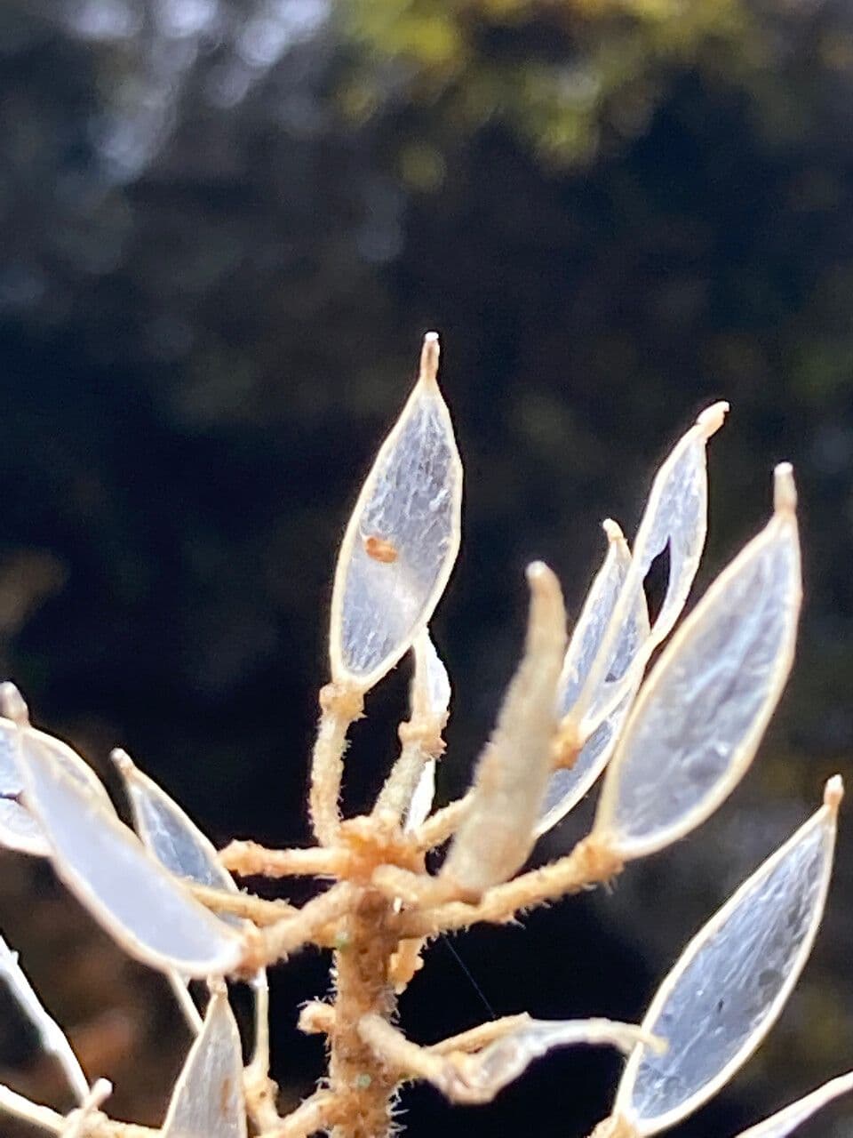 Draba