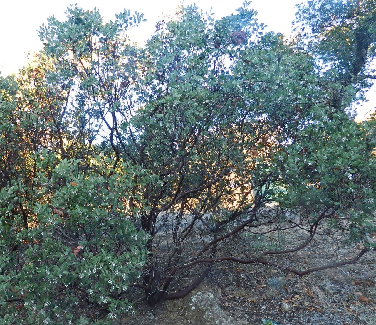 Manzanita 14