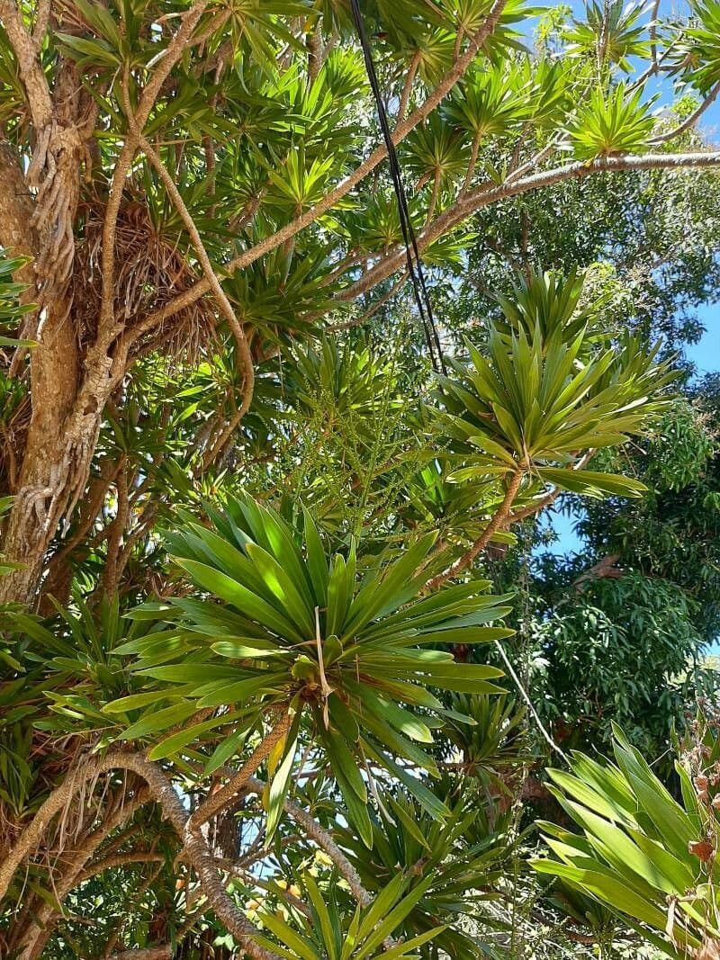 Dracaena 3