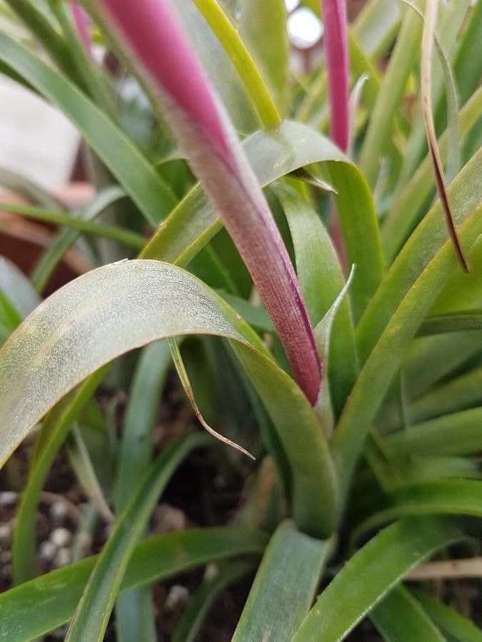 Billbergia pendula 21