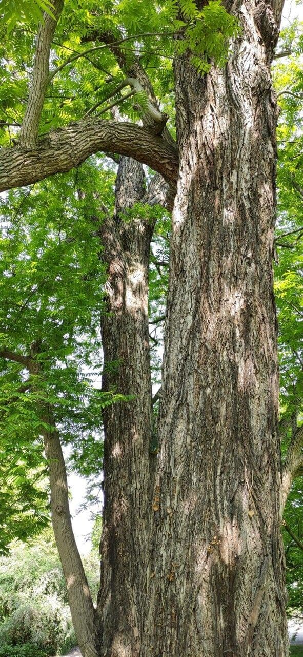 Pterocarya rhoifolia 23