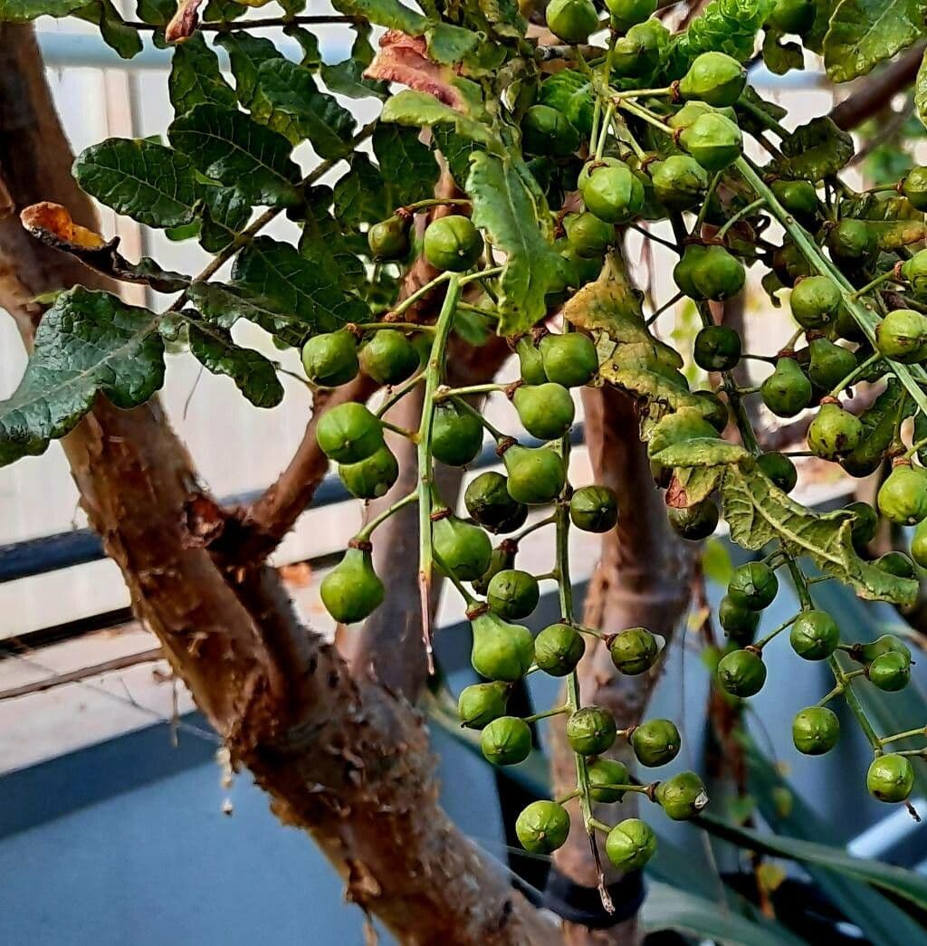 Echter Weihrauchbaum