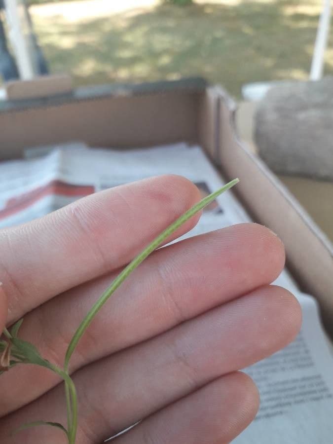 Epilobium lanceolatum 3