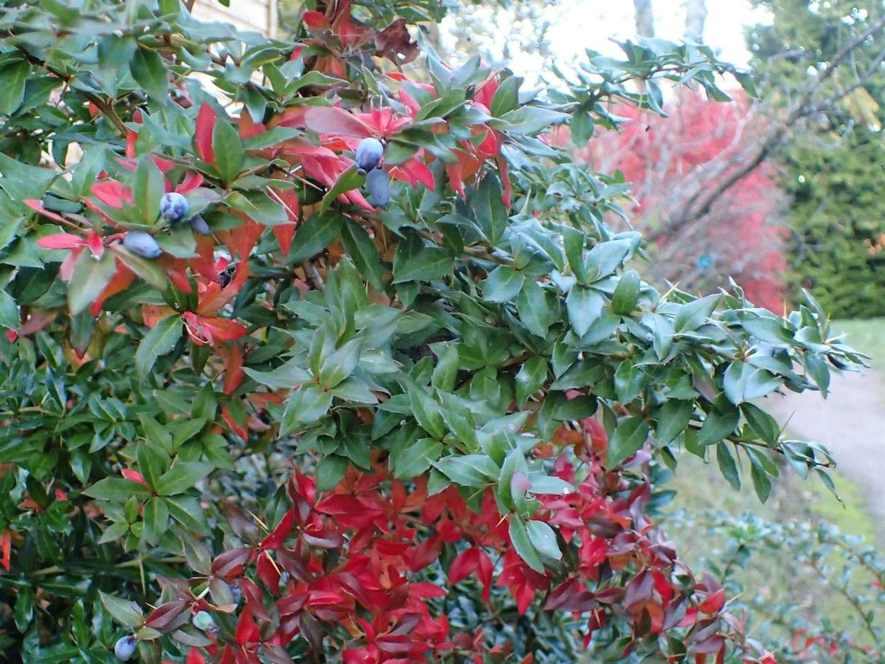 Berberys Gagnepaina 14