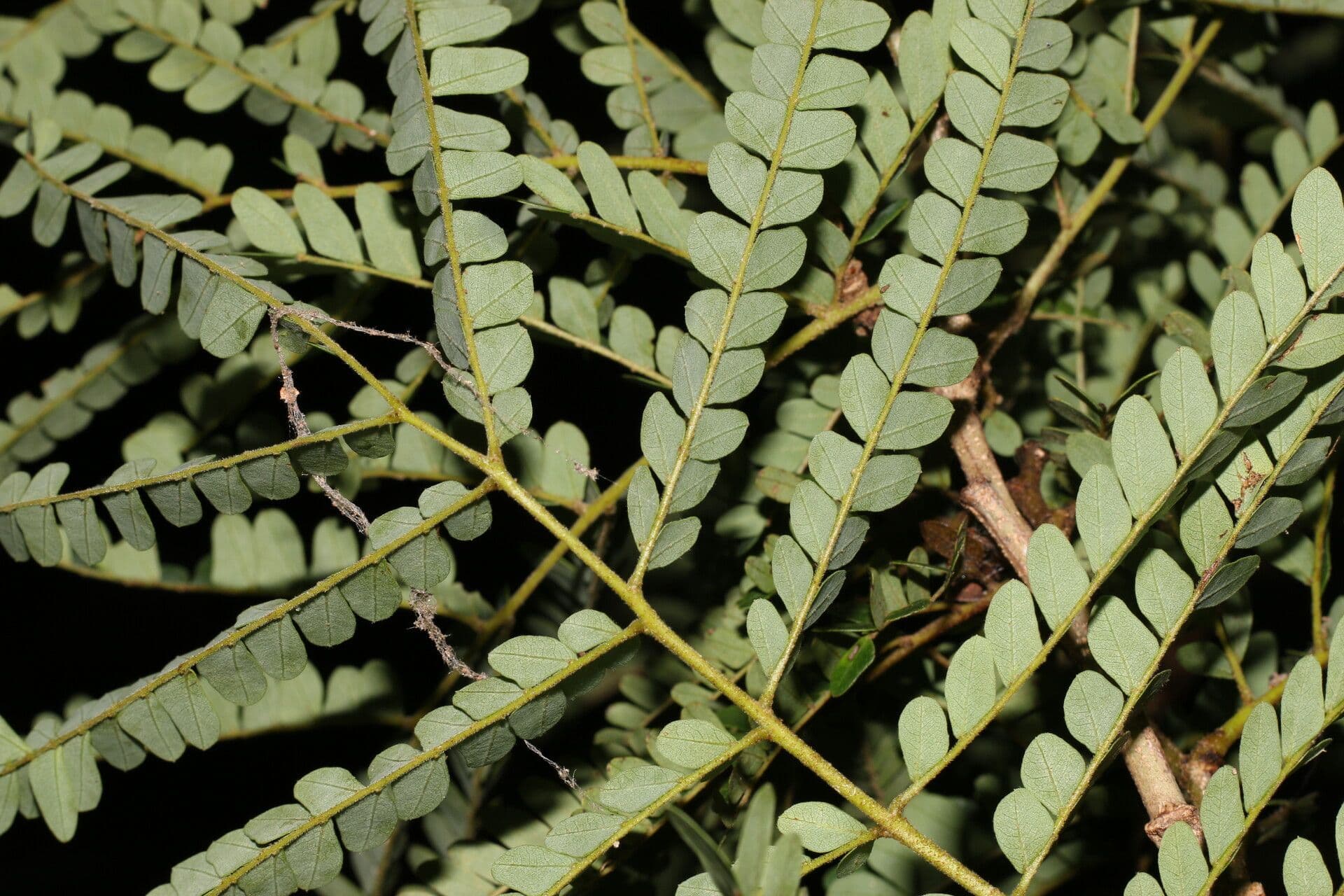 Cenostigma eriostachys 3