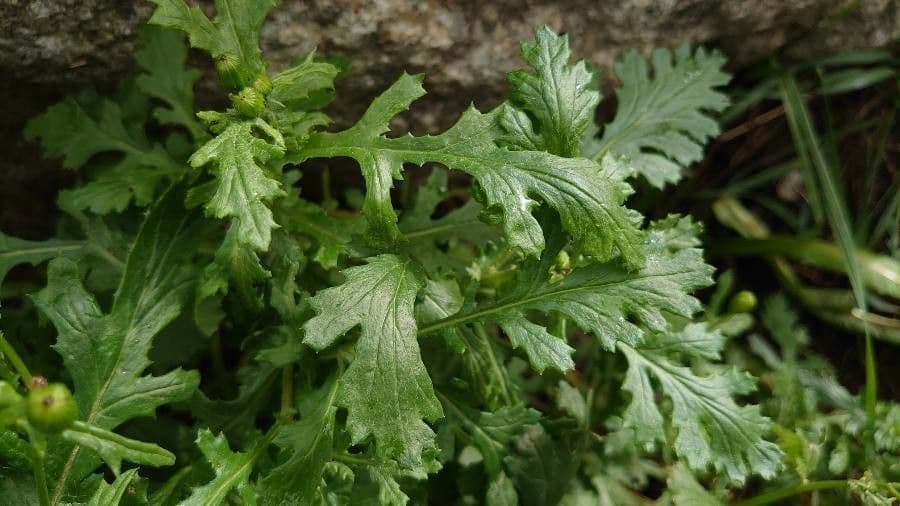 Schmutziges Greiskraut 16