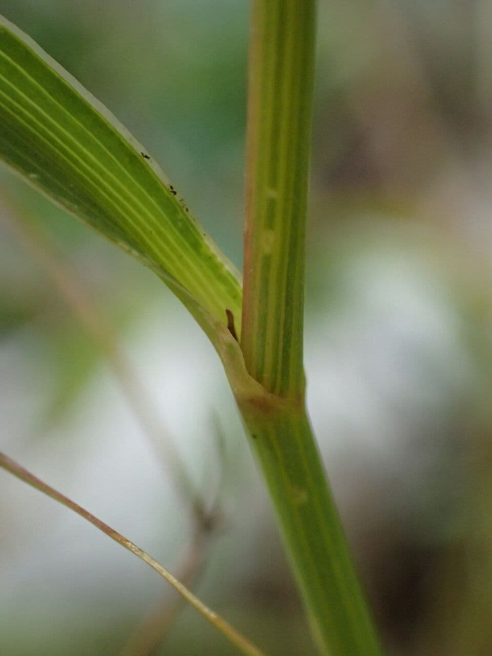 Bupleuro falcato 21