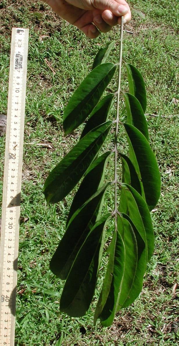Zanthoxylum 9