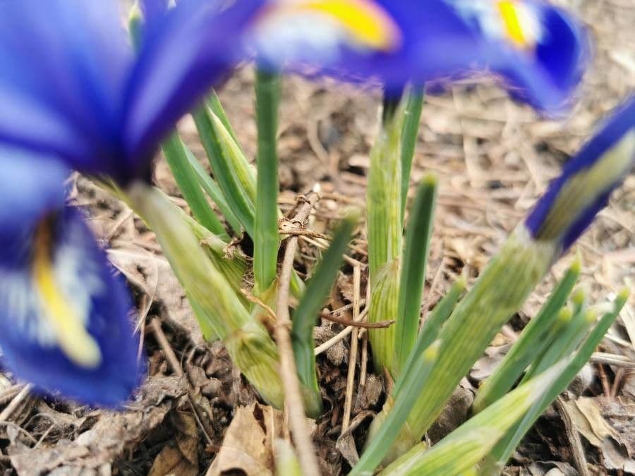 Netz-Iris 18