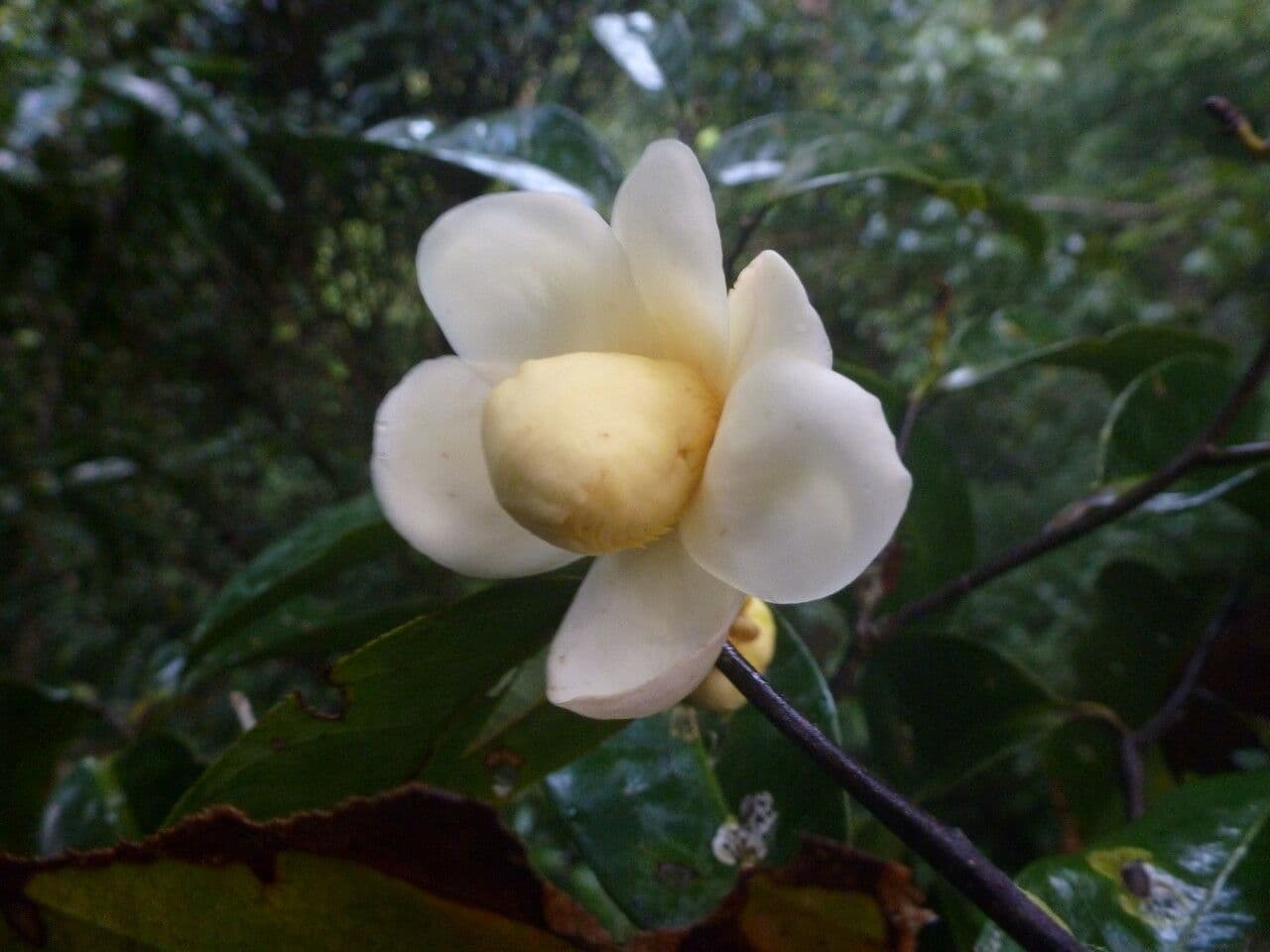 Eschweilera coriacea 5