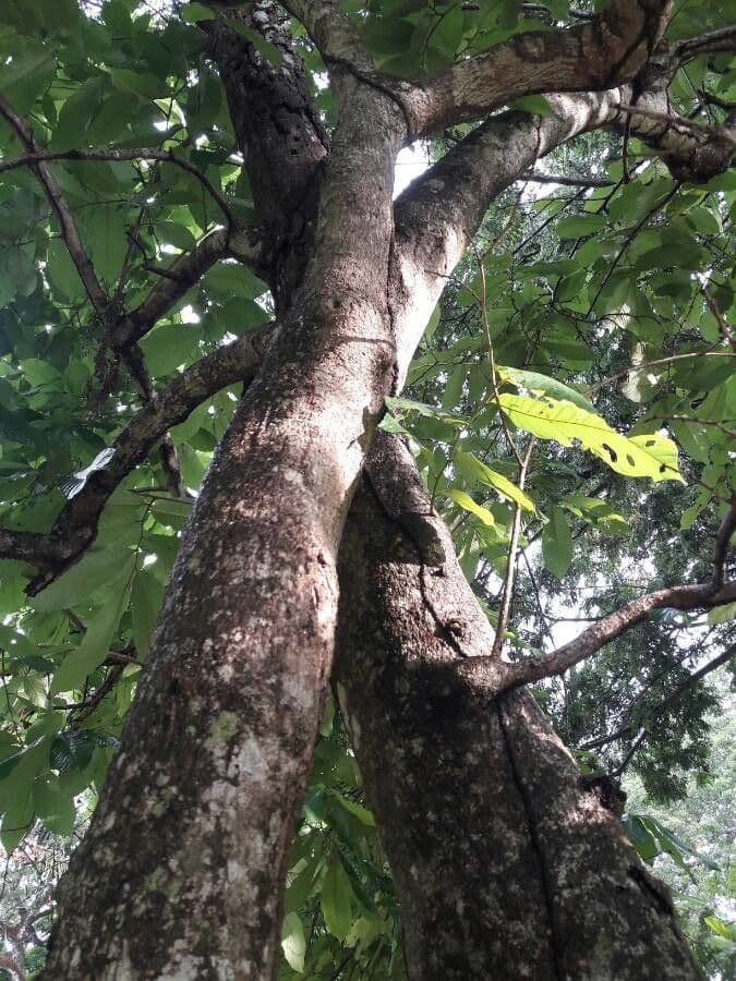Annona purpurea 18