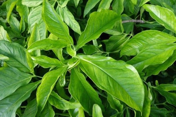 Syngonium 15