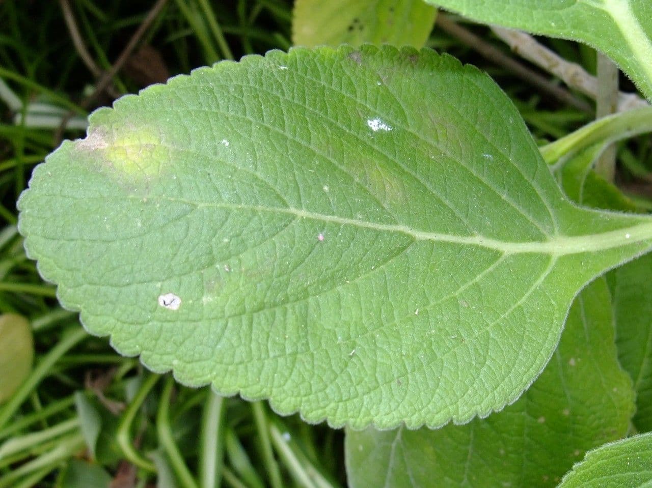 Coleus barbato 20