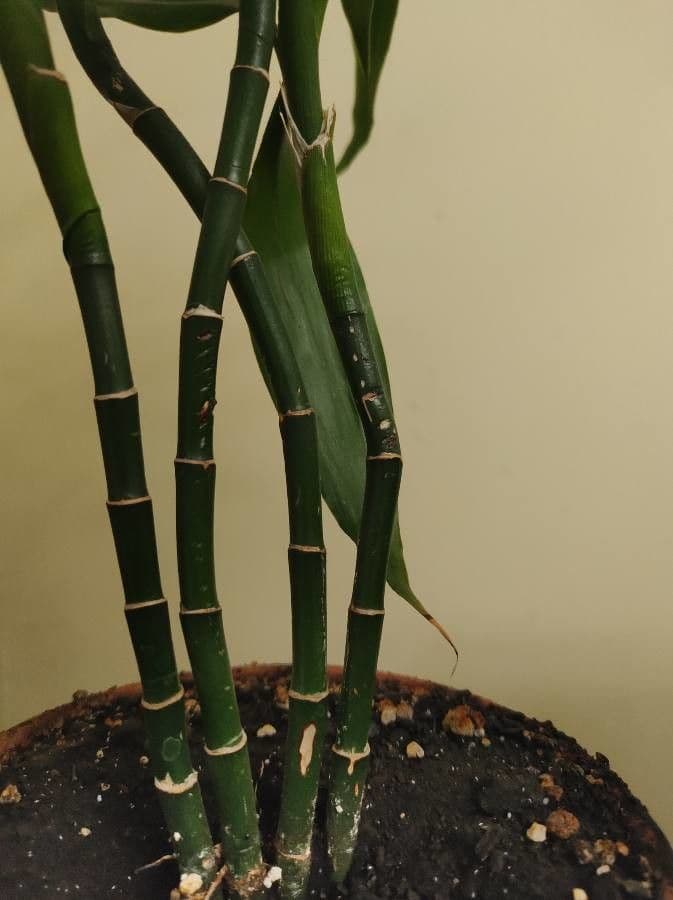 Dracena 26