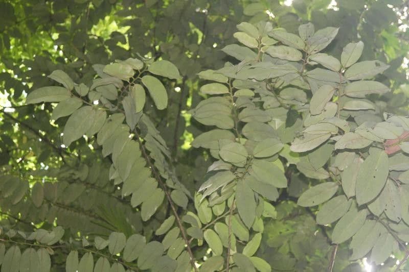 Sideroxylon sessiliflorum