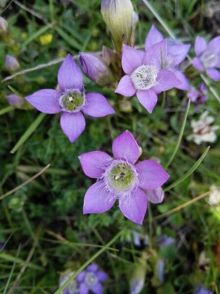 Genziana tedesca 9