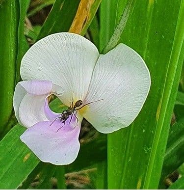 Vigna vexillata 9