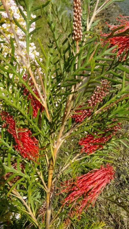 Grevillea 6
