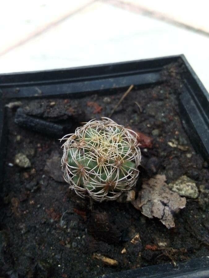 Gymnocalycium verde-rosso 3