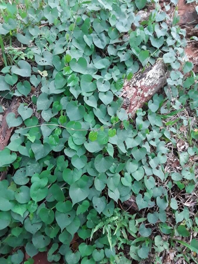 Ipomoea tmavá 11