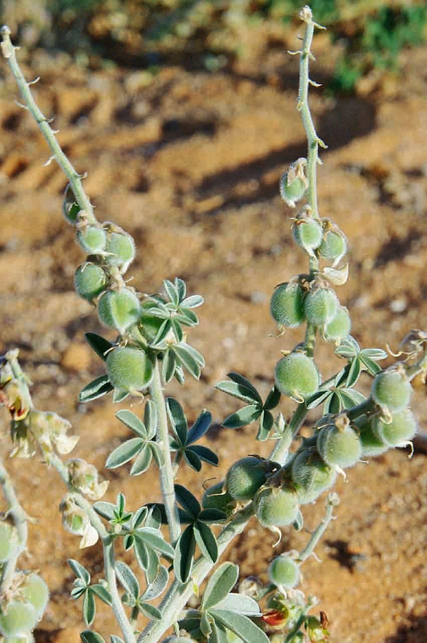 Hrozenec 3
