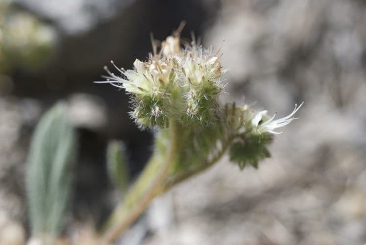 Facelia hastata