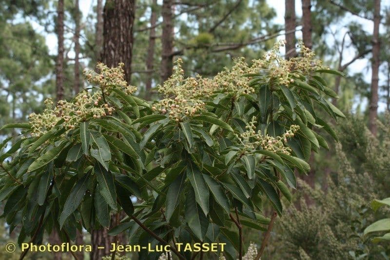 Albero di fragole 11