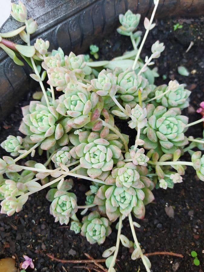 Sedum glauco 2