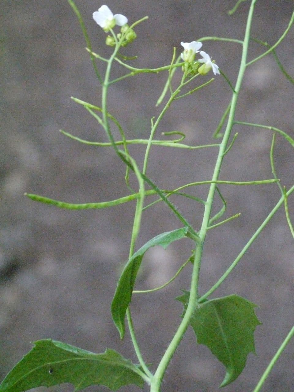Arabidopsis cebennensis 18