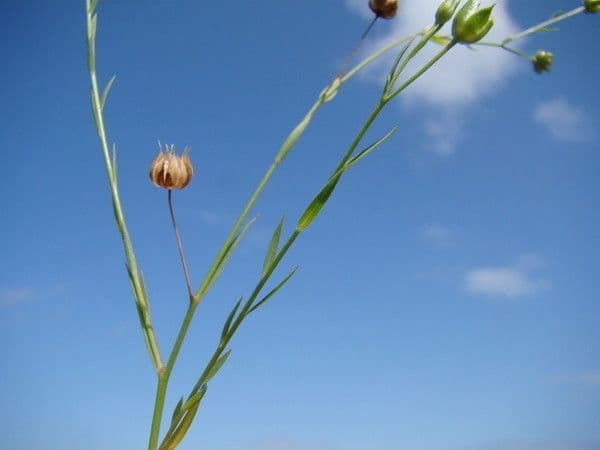 Linseed 21