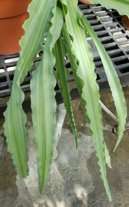 Veltheimia 9