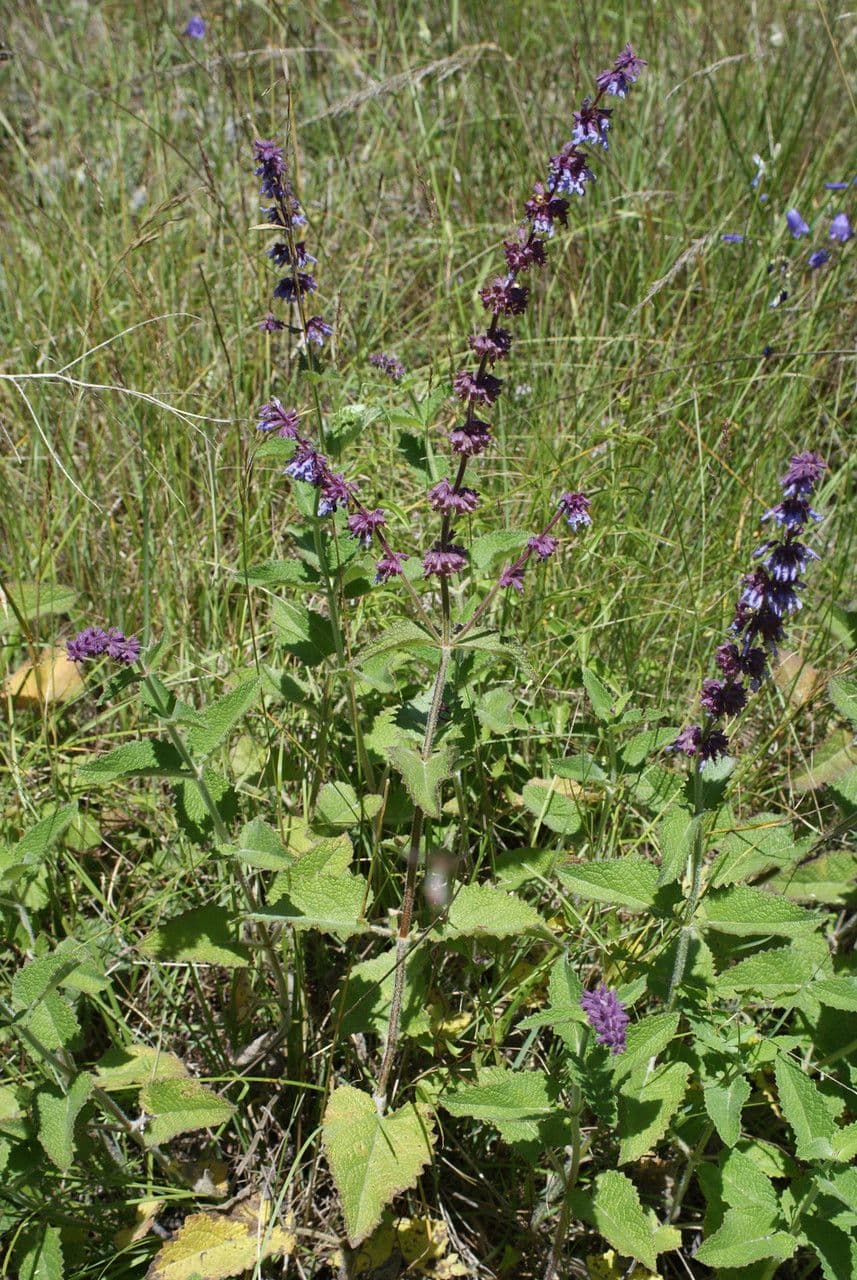 Salvia verticillata 11